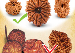 How to Check If Rudraksha is Real?